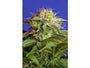 Green Poison F1 FAST Version (Sweet Seeds) feminisiert