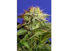 Green Poison F1 FAST Version (Sweet Seeds) feminisiert Cannabis Samen von Sweet Seeds