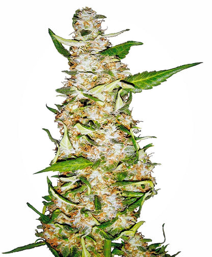 Skunk #1 Auto (Sensi Seeds) Cannabis Samen von Sensi Seeds