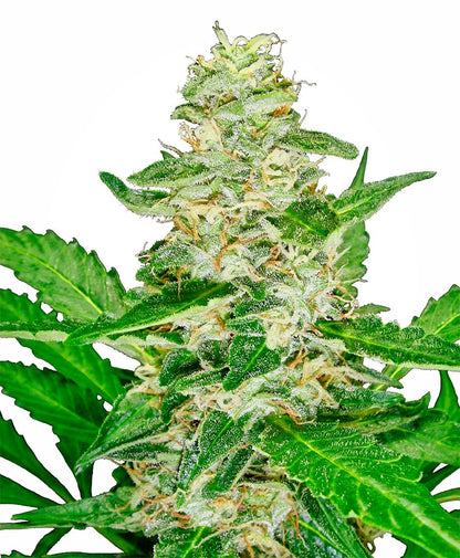 Super Skunk Auto (Sensi Seeds) Cannabis Samen von Sensi Seeds