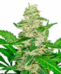 Super Skunk Auto (Sensi Seeds)