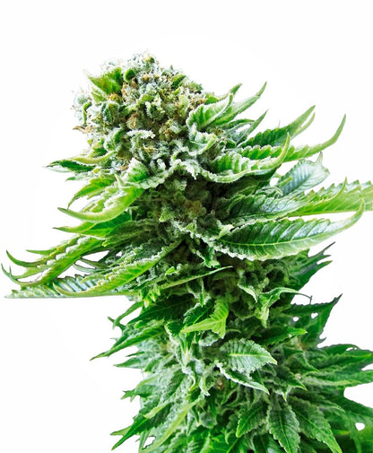 Northern Lights Auto (Sensi Seeds) Cannabis Samen von Sensi Seeds