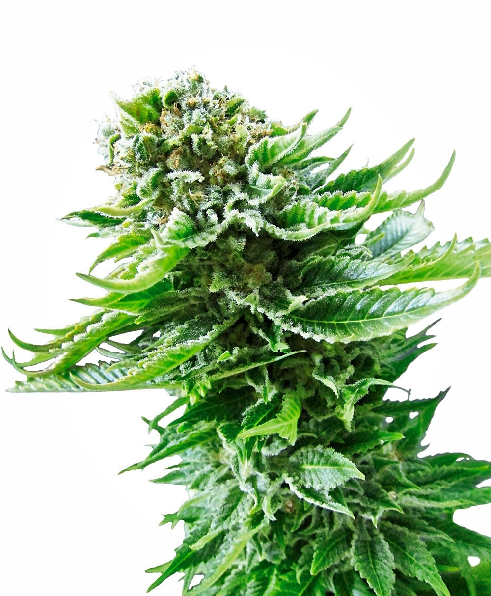Northern Lights Auto (Sensi Seeds) Cannabis Samen von Sensi Seeds