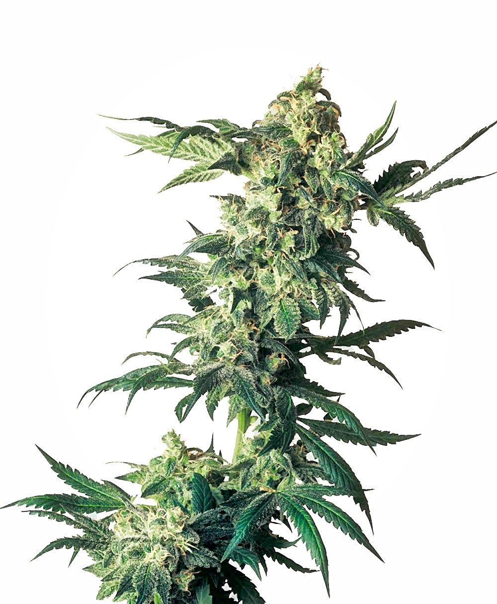 Northern Lights (Sensi Seeds) feminisiert Cannabis Samen von Sensi Seeds