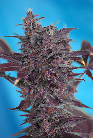 Black Cream Auto (Sweet Seeds) Cannabis Samen von Sweet Seeds