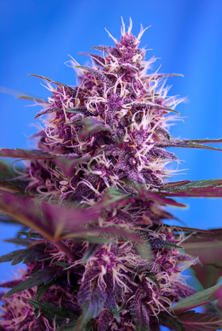 Red Poison Auto (Sweet Seeds) Cannabis Samen von Sweet Seeds