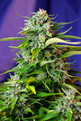 Jack 47 Auto (Sweet Seeds)