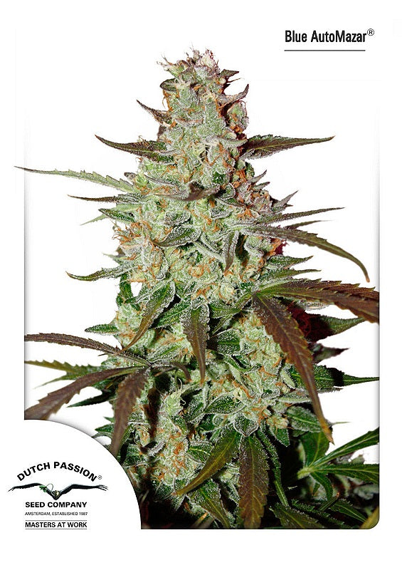Blue Mazar Auto (Dutch Passion) Cannabis Samen von Dutch Passion