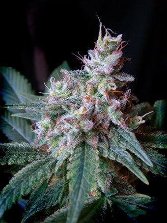 Cream Caramel F1 FAST Version (Sweet Seeds) feminisiert Cannabis Samen von Sweet Seeds