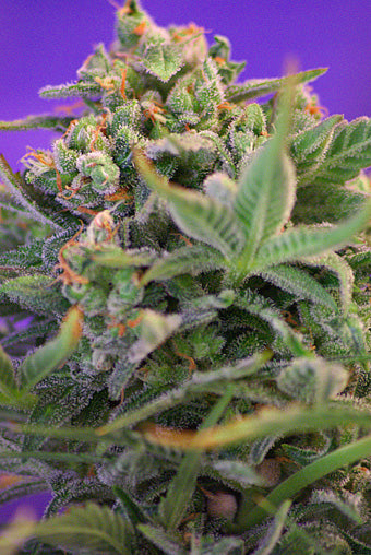 Sweet Cheese F1 FAST Version (Sweet Seeds) feminisiert Cannabis Samen von Sweet Seeds