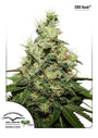 Kush CBD (Dutch Passion) feminisiert