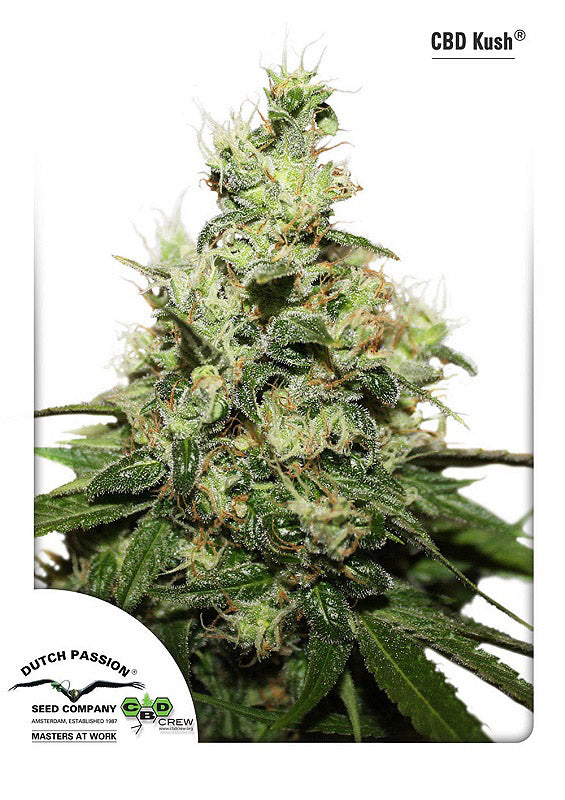 Kush CBD (Dutch Passion) feminisiert Cannabis Samen von Dutch Passion
