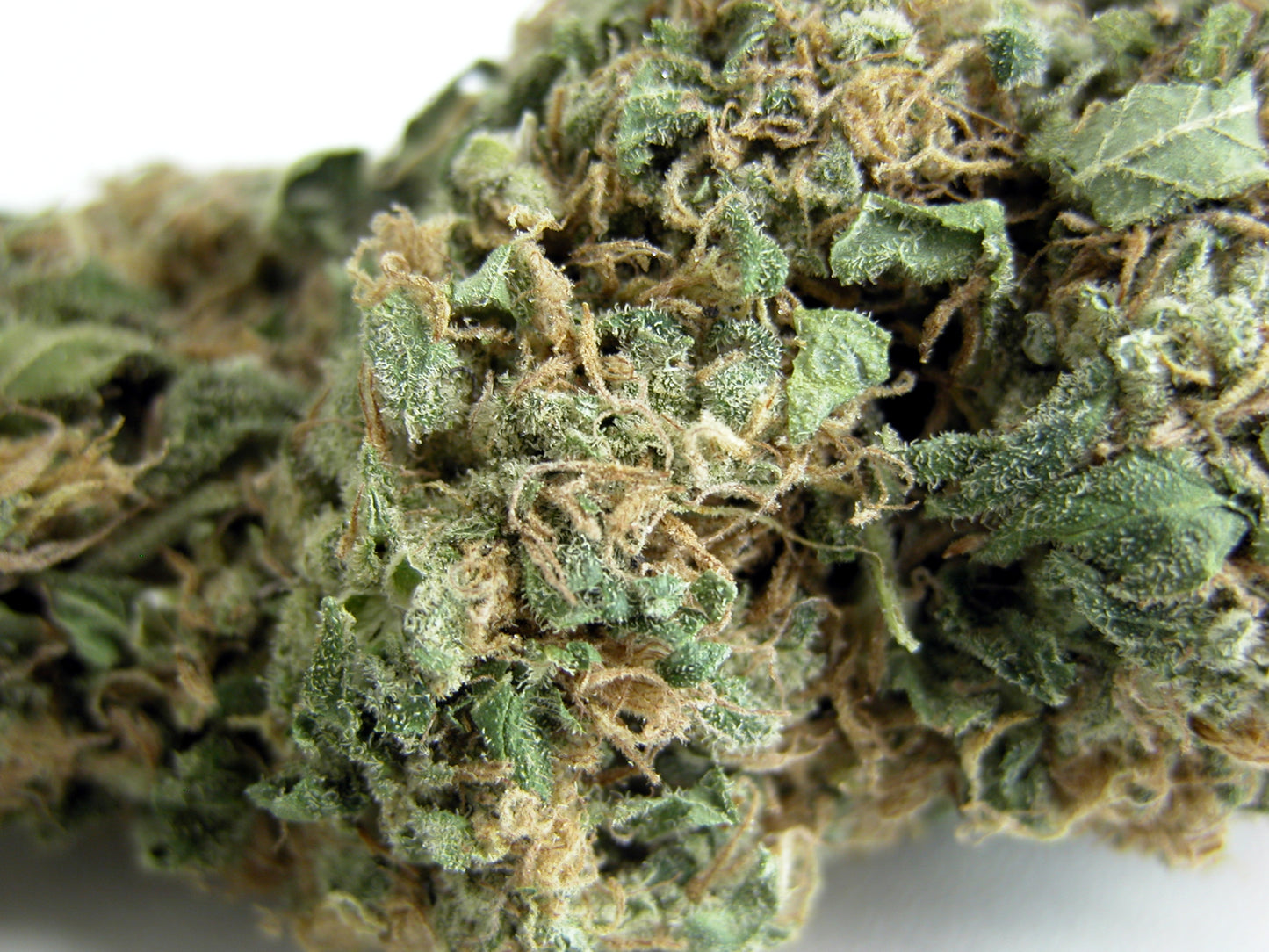 Original Skunk #1 (Seedsman) Regulär Cannabis Samen von Seedsman