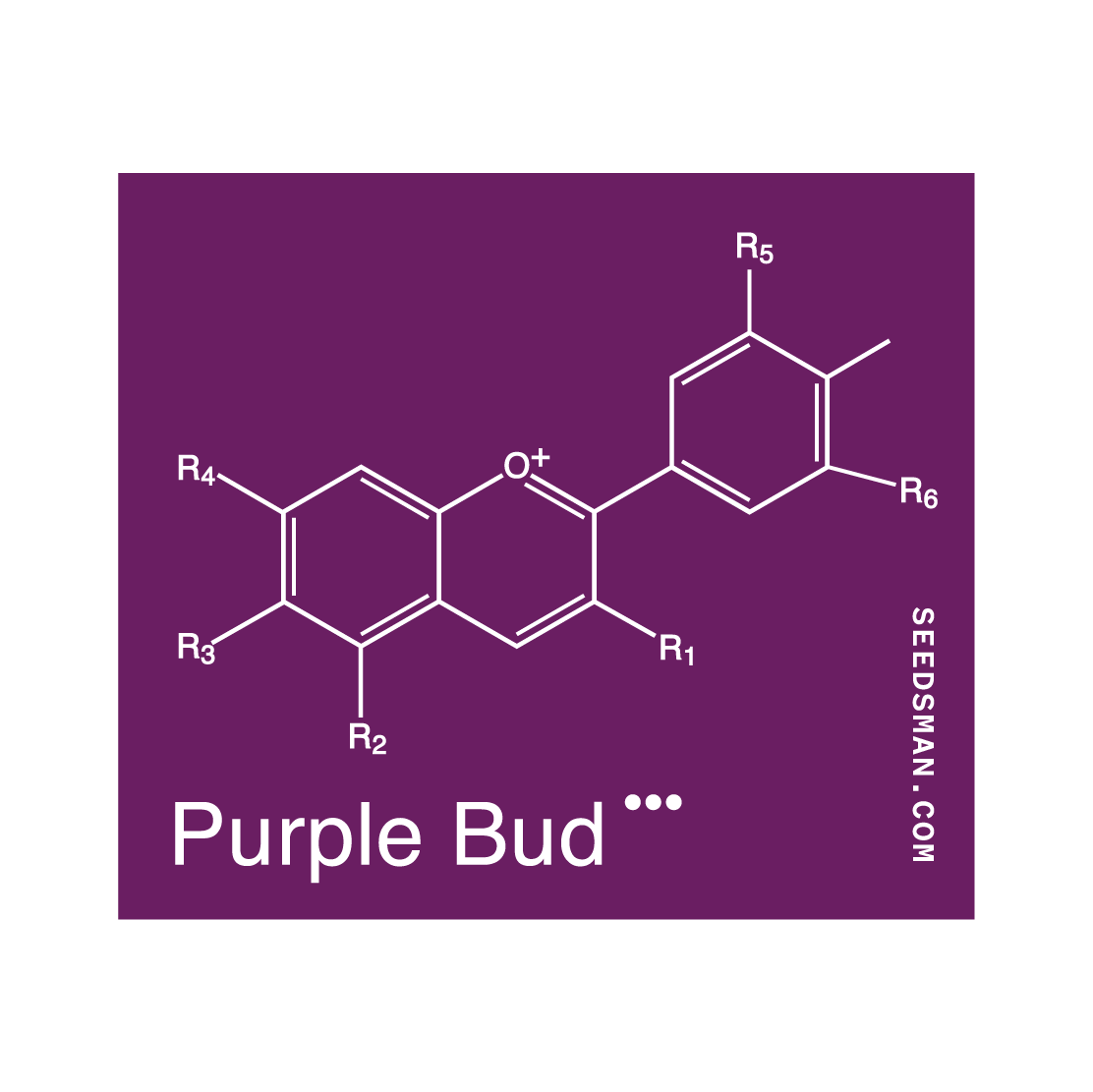 Purple Bud (Seedsman) Regulär Cannabis Samen von Seedsman
