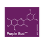 Purple Bud (Seedsman) Regular