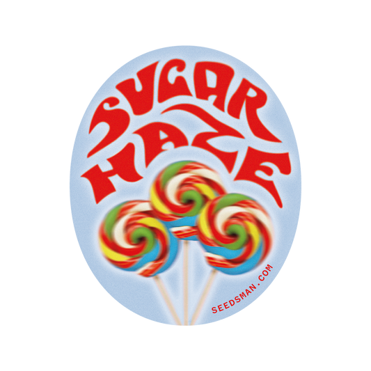 Sugar Haze (Seedsman) Regulär Cannabis Samen von Seedsman