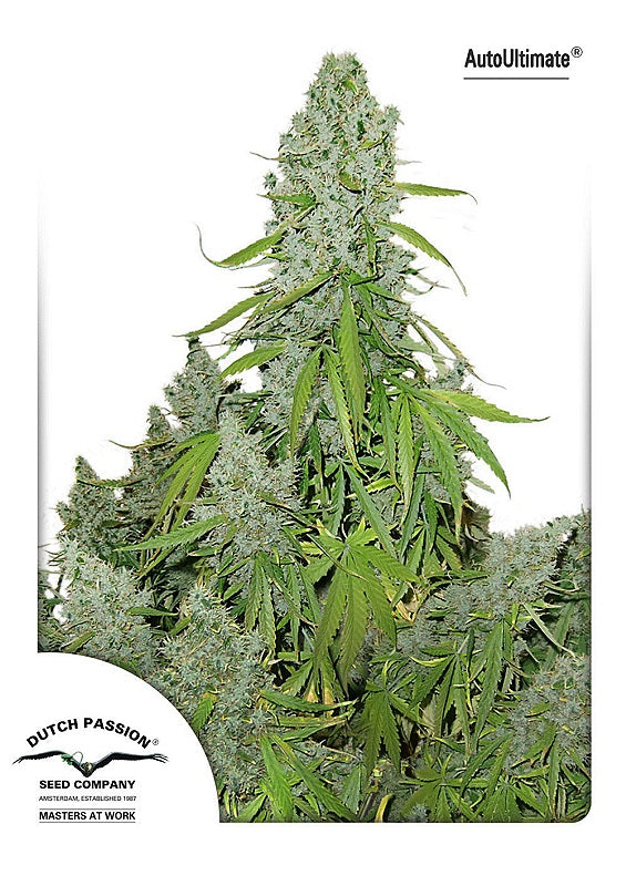 Ultimate Auto (Dutch Passion) Cannabis Samen von Dutch Passion
