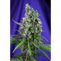 Sweet Trainwreck Auto (Sweet Seeds)