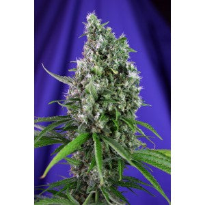Sweet Trainwreck Auto (Sweet Seeds) Cannabis Samen von Sweet Seeds