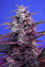 Bloody Skunk Auto (Sweet Seeds)