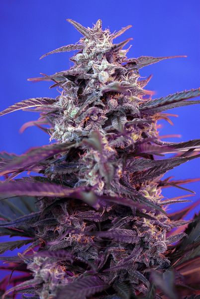 Bloody Skunk Auto (Sweet Seeds) Cannabis Samen von Sweet Seeds