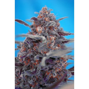 Devil Cream Auto (Sweet Seeds) Cannabis Samen von Sweet Seeds