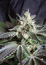 Black Jack F1 FAST Version (Sweet Seeds) feminisiert