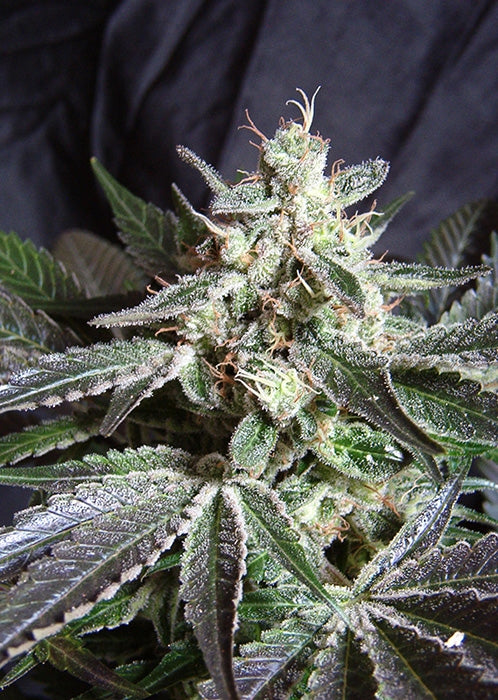 Black Jack F1 FAST Version (Sweet Seeds) feminisiert Cannabis Samen von Sweet Seeds