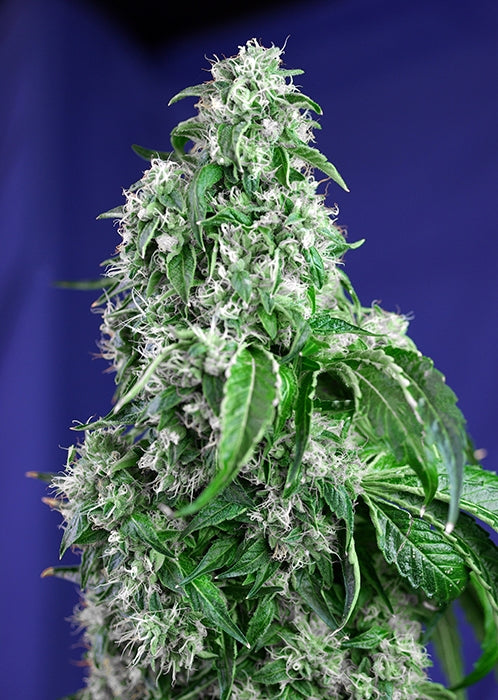 Big Devil F1 FAST Version (Sweet Seeds) feminisiert Cannabis Samen von Sweet Seeds