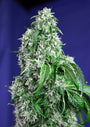 Big Devil F1 FAST Version (Sweet Seeds) feminisiert