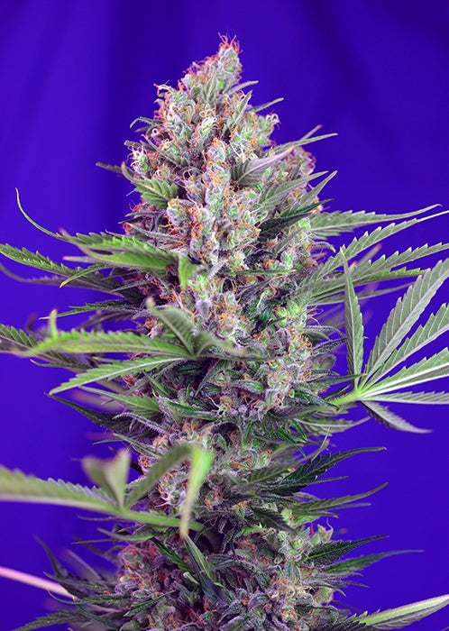 Cream Mandarine F1 FAST Version (Sweet Seeds) feminisiert Cannabis Samen von Sweet Seeds