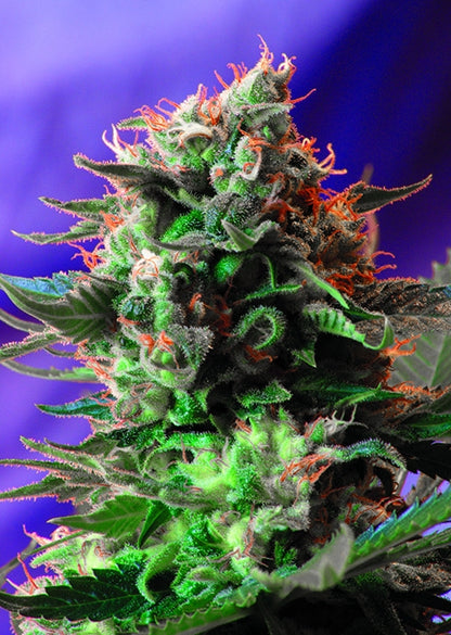 Jack 47 F1 FAST Version (Sweet Seeds) feminisiert Cannabis Samen von Sweet Seeds