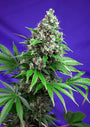 Killer Kush F1 FAST Version (Sweet Seeds) feminisiert