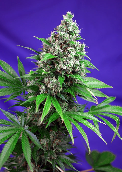 Killer Kush F1 FAST Version (Sweet Seeds) feminisiert Cannabis Samen von Sweet Seeds
