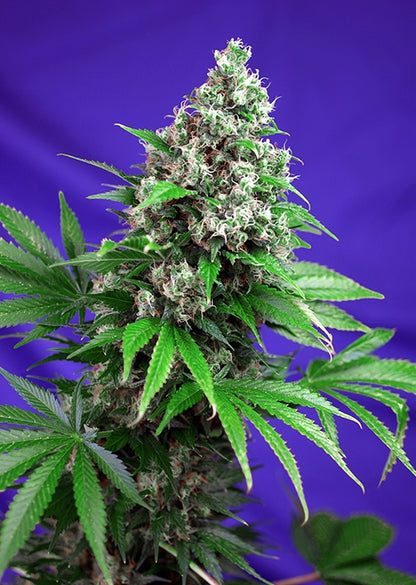 Killer Kush F1 FAST Version (Sweet Seeds) feminisiert Cannabis Samen von Sweet Seeds