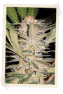 S.A.D. F1 FAST Version (Sweet Seeds) feminisiert
