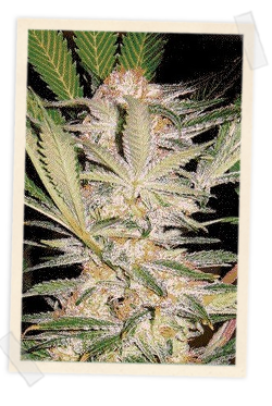 S.A.D. F1 FAST Version (Sweet Seeds) feminisiert Cannabis Samen von Sweet Seeds