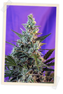 Sweet Skunk F1 FAST Version (Sweet Seeds) feminisiert