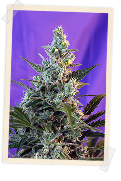 Sweet Skunk F1 FAST Version (Sweet Seeds) feminisiert Cannabis Samen von Sweet Seeds