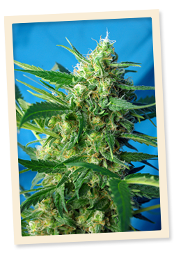 NYC Diesel Auto (Sweet Seeds) Cannabis Samen von Sweet Seeds