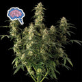 Amnesia Auto (Seedsman) Cannabis Samen von Seedsman