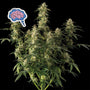 Amnesia Auto (Seedsman)