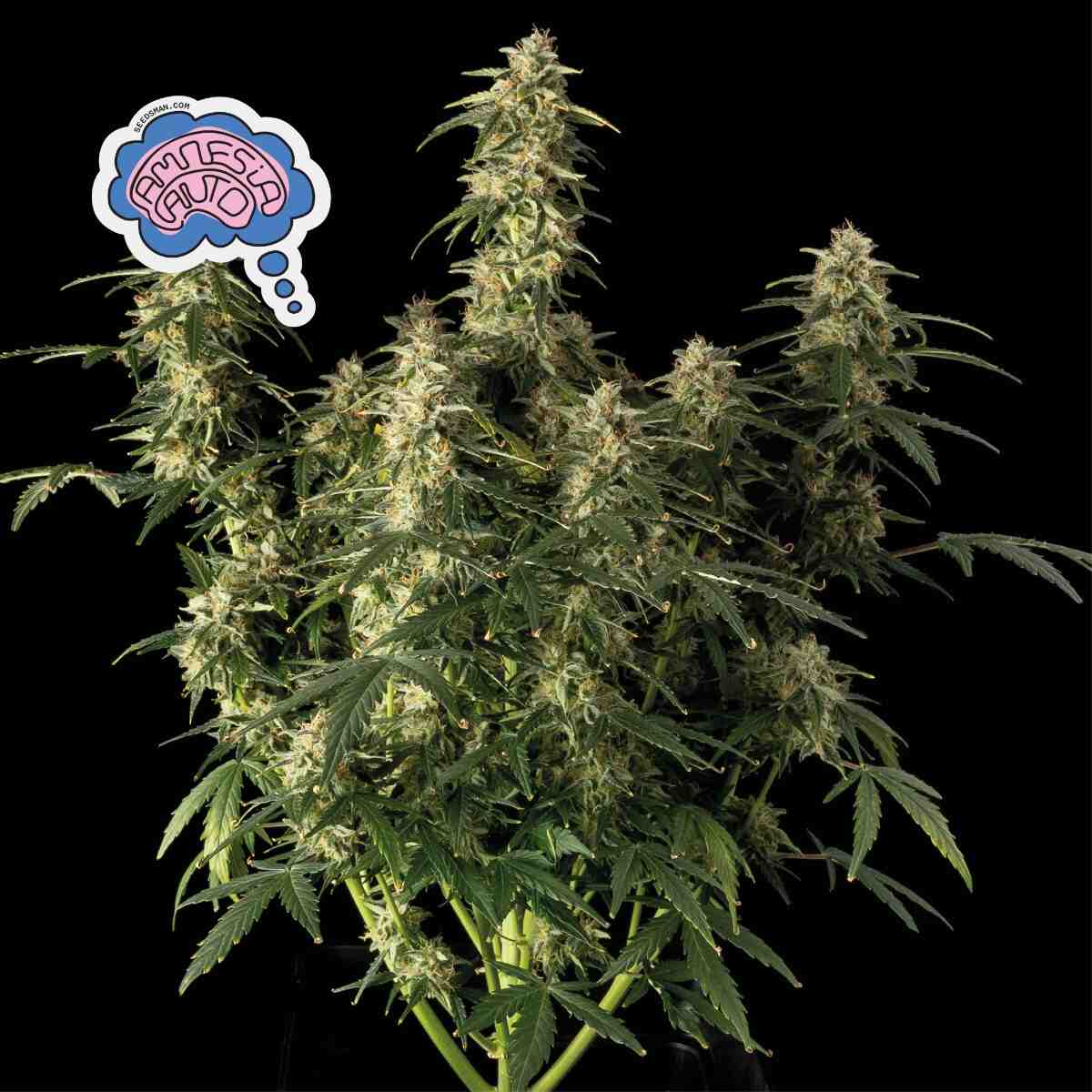 Amnesia Auto (Seedsman) Cannabis Samen von Seedsman