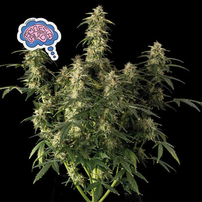Amnesia Auto (Seedsman) Cannabis Samen von Seedsman