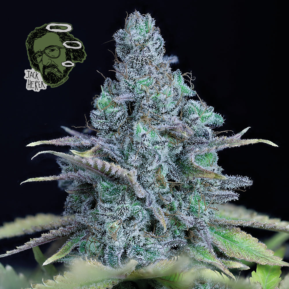 Jack Herer (Seedsman) feminisiert Cannabis Samen von Seedsman