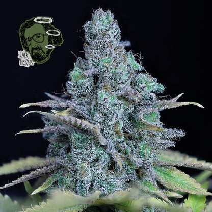 Jack Herer (Seedsman) feminisiert Cannabis Samen von Seedsman