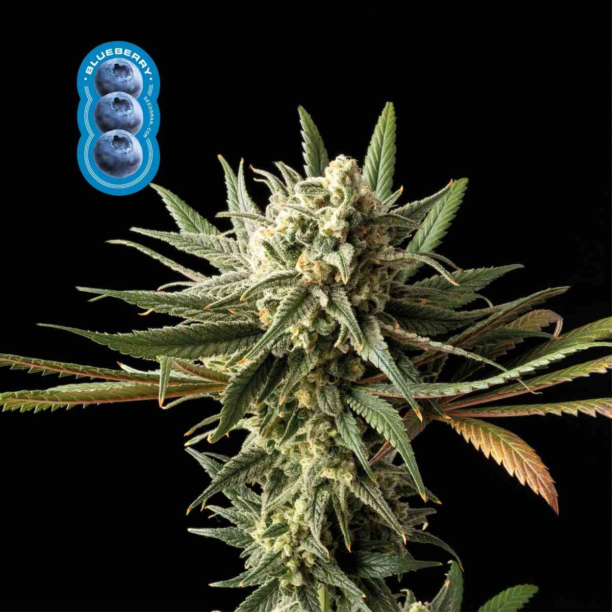 Blueberry (Seedsman) feminisiert Cannabis Samen von Seedsman