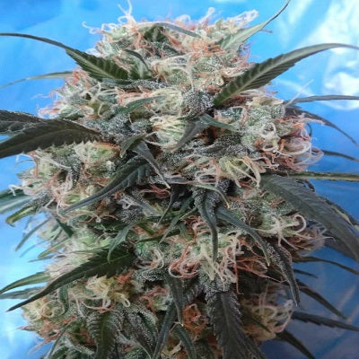 Kali China (Ace Seeds) feminisiert Cannabis Samen von Ace Seeds