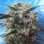 Kali China (Ace Seeds) feminisiert