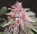 Violeta (Ace Seeds) feminisiert Cannabis Samen von Ace Seeds